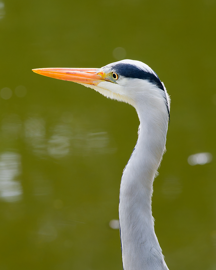 Heron